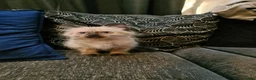 Ragdoll cats for sale: Ragdoll kittens ready now price dropped  - Advert 8
