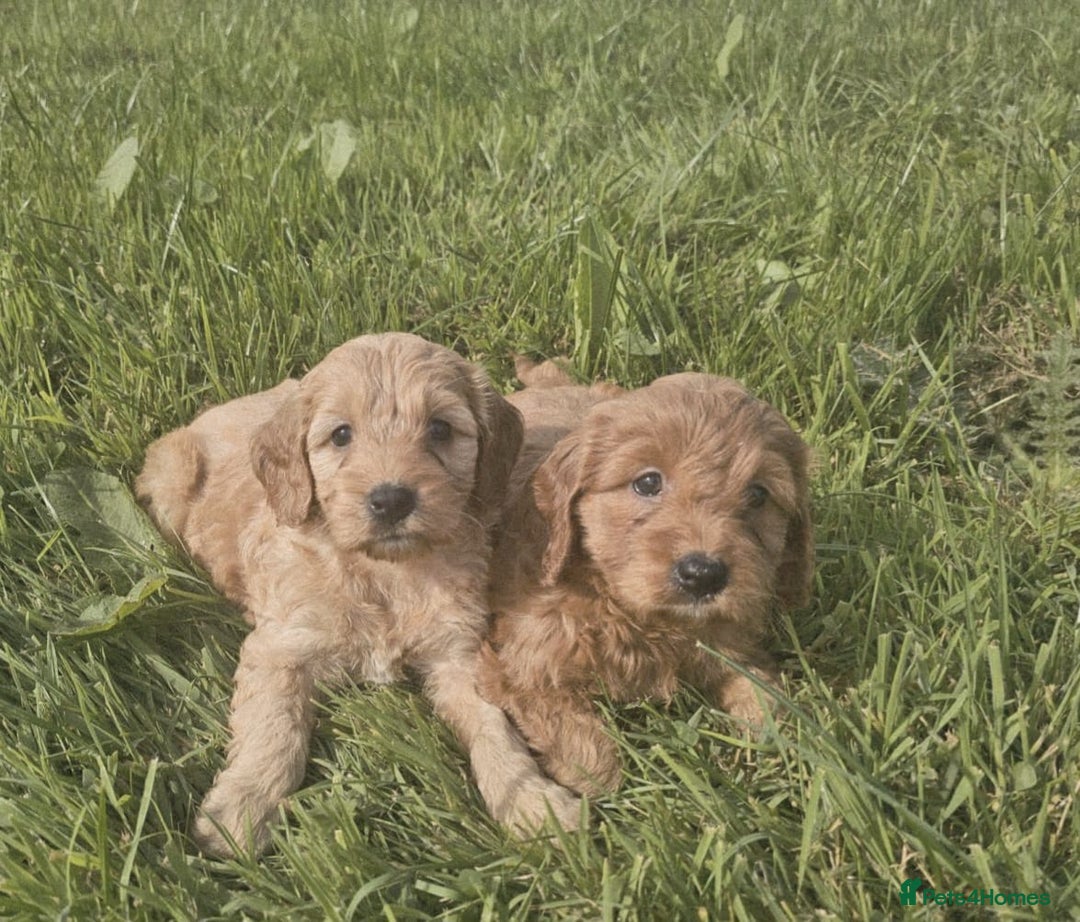 Cavapoo dogs for sale: Cavapoo puppies - Image 4