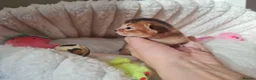 Abyssinian cats for sale: One beautiful Abyssinian boy - Advert 20