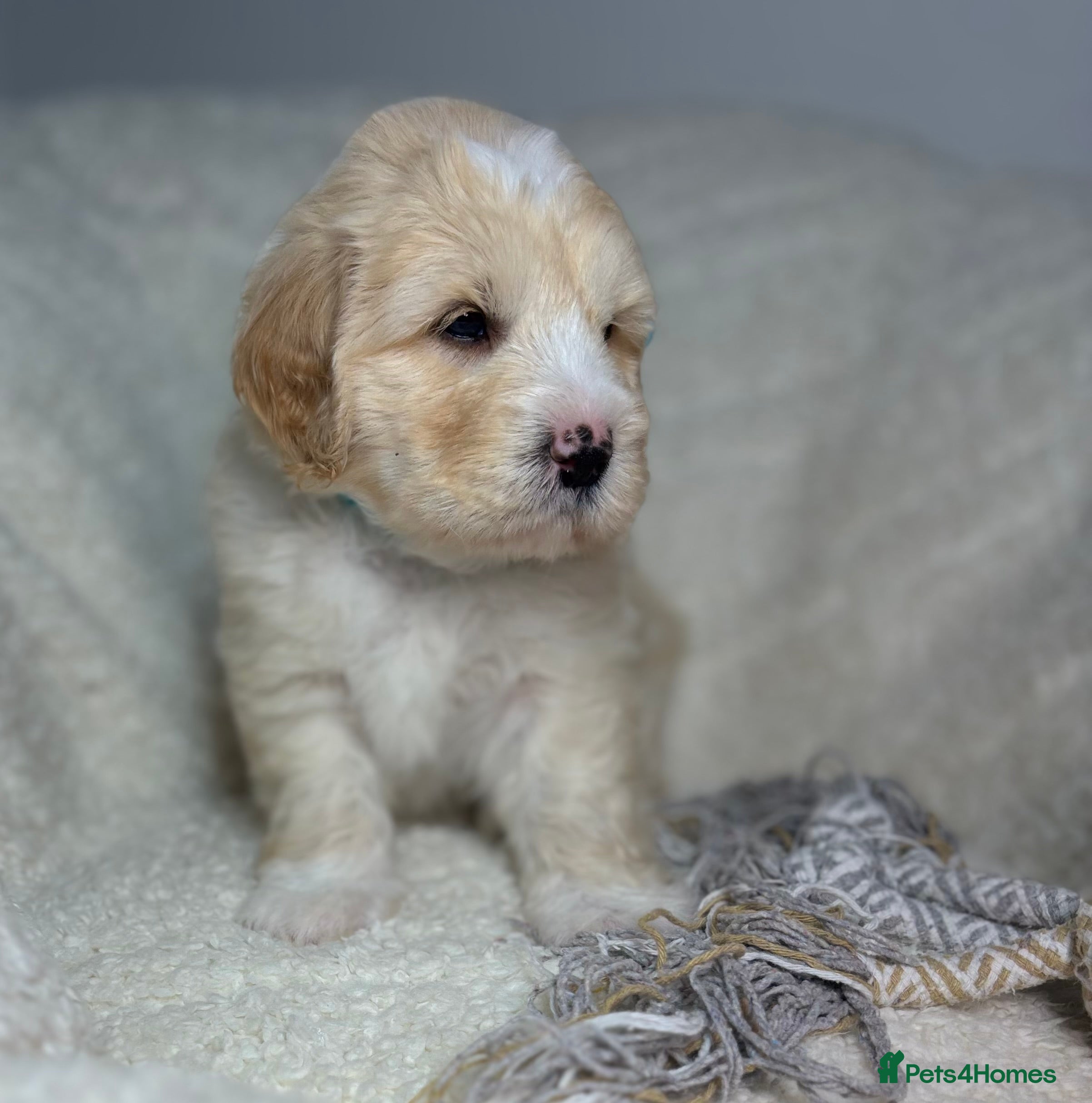 Goldendoodle dogs 🌟 Health Tested Multigen Goldendoodle Puppies 🌟 - Advert 2