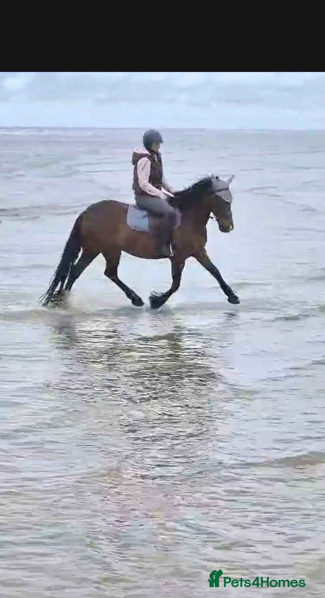 Welsh Section D horses for sale: Eye catching bay mare  in Prescot - Advert 6