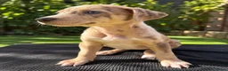 Saluki dogs for sale: 🐾 SALUKI × GREYHOUND PUPPIES - Advert 8