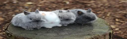 Netherland Dwarf rabbits for sale: Beautiful Netherland Dwarf Baby Rabbits  - Advert 15