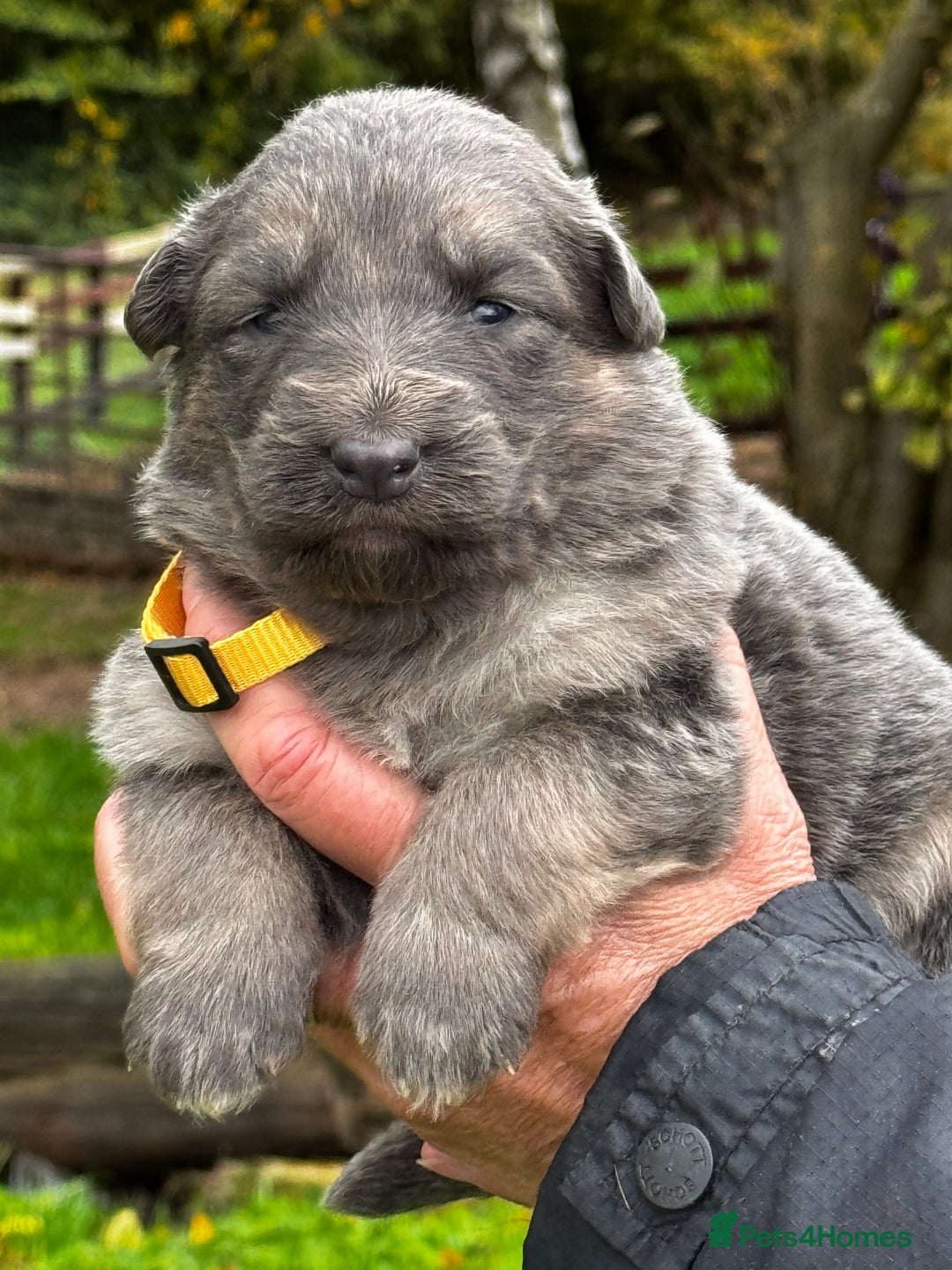 German Shepherd dogs for sale: ⭐️Chunky kc reg GSD pups ⭐️  - Image 26