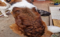Saint Bernard dogs for stud: Stunning KC reg saint Bernard for stud.  in Chester - Image 25