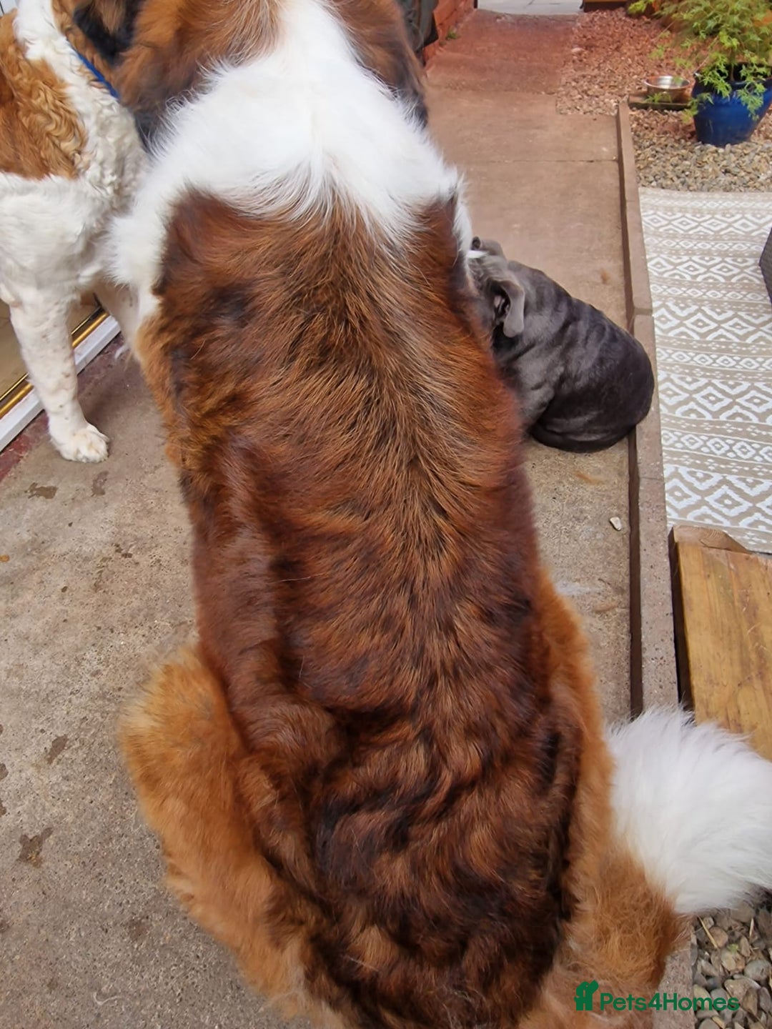 Saint Bernard dogs for stud: Stunning KC reg saint Bernard for stud.  in Chester - Image 25