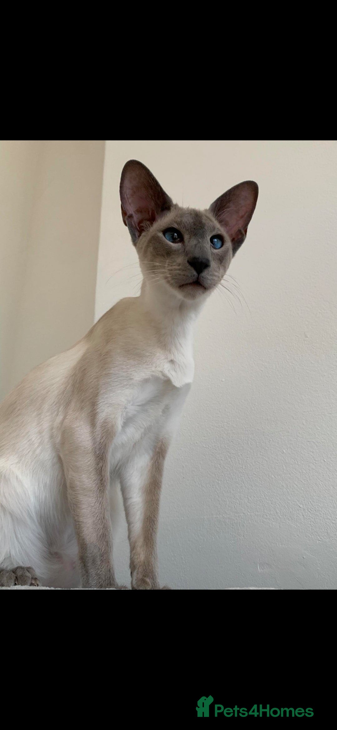 Oriental cats for sale: Oriental xxx - Advert 10