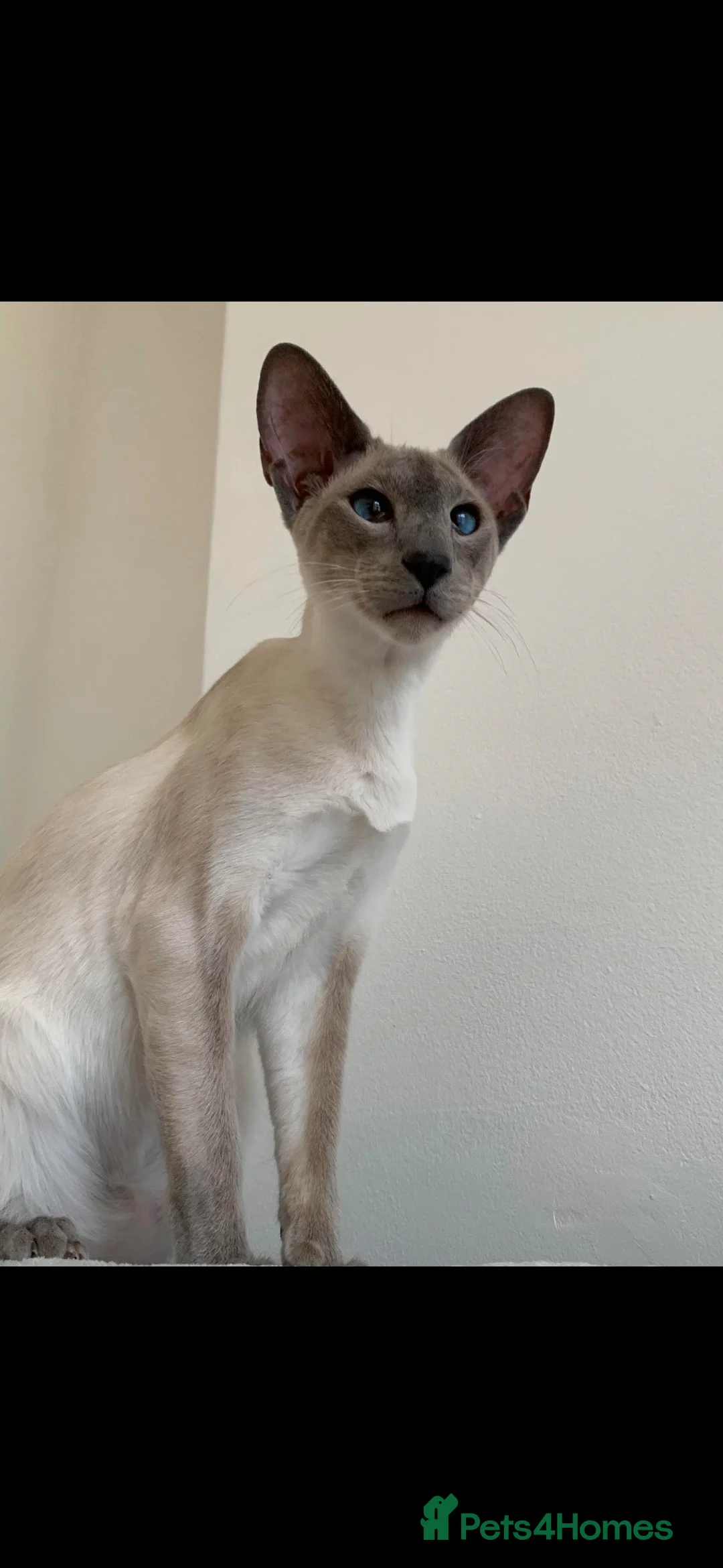 Mixed Breed cats for sale: Maine coon xxx - Advert 9