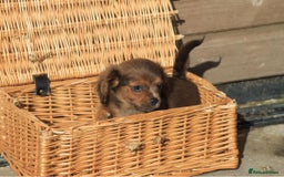 Mixed Breed dogs for sale: Chiweenie Puppies For Sale  - Image 7