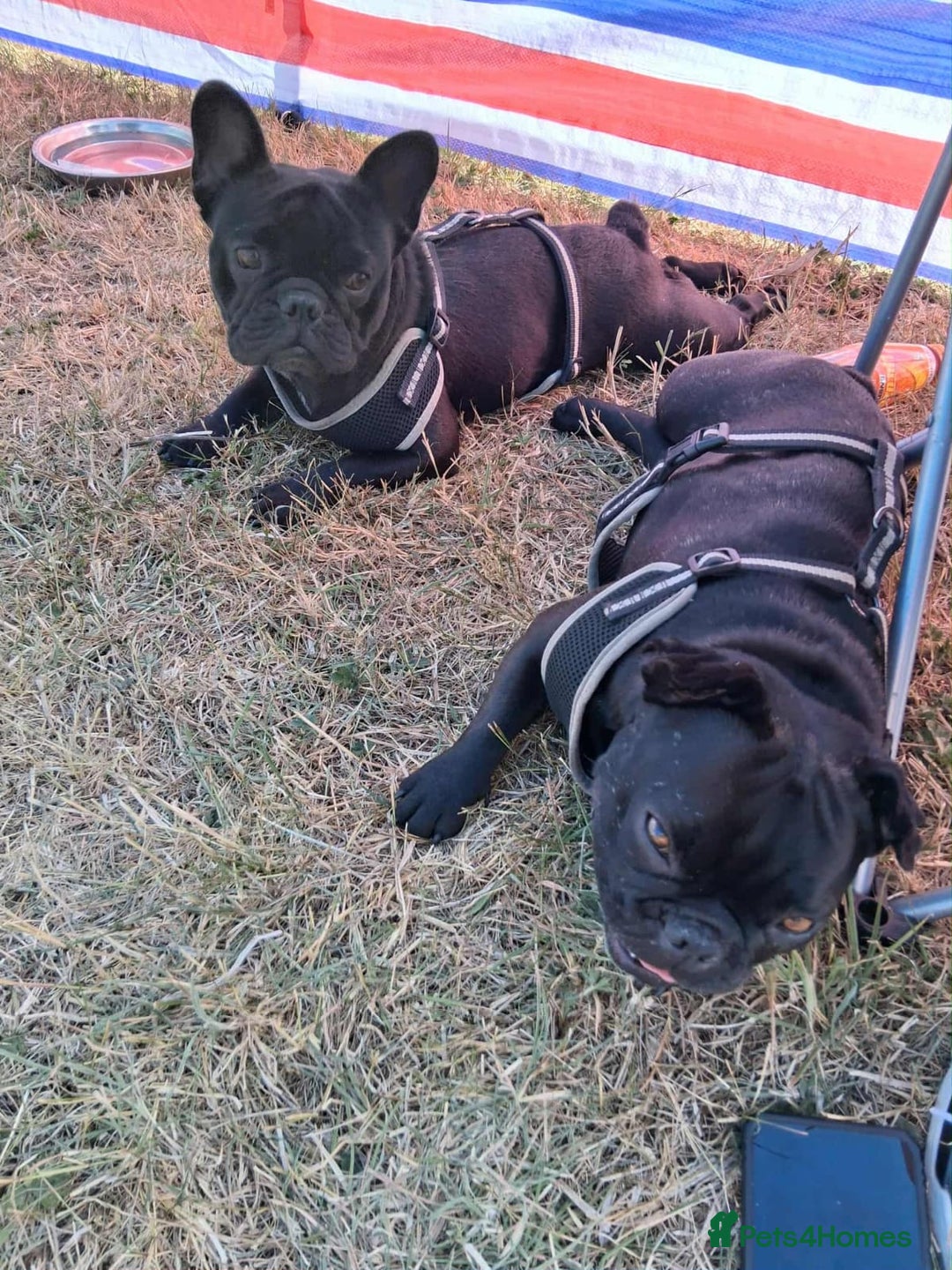 French Bulldog dogs for sale: 2x French bulldogs - Advert 8