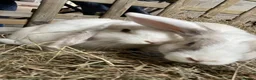Mini Lop rabbits for sale: Two mini lop rabbits  in Crediton - Advert 4