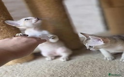 Singapura cats for sale: Stunning Singapura kittens  - Image 31