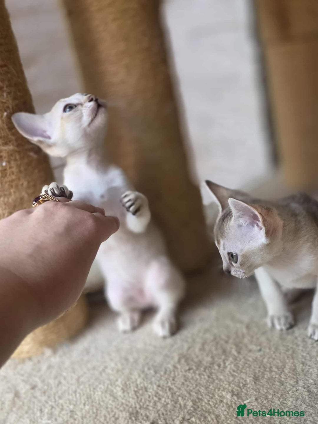 Singapura cats for sale: Stunning Singapura kittens  - Image 31