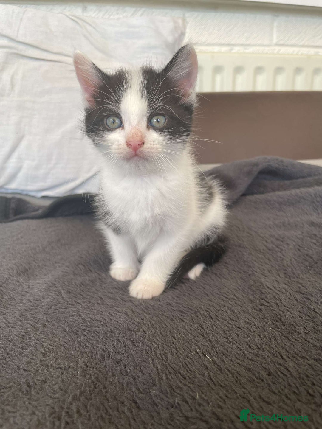 Domestic Shorthair cats for sale: Kittens for sale - Image 5