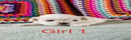 Shih Tzu dogs for sale: ❤️🐶Stunning Shih Tzu puppies - Advert 6