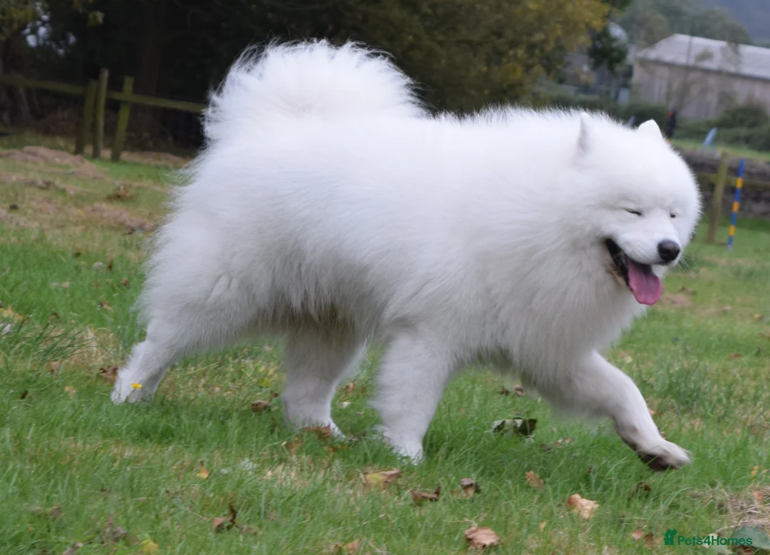 Samoyed dogs for stud: FULLY HEALTH TESTED KC Samoyed For Stud Champ Line - Advert 13