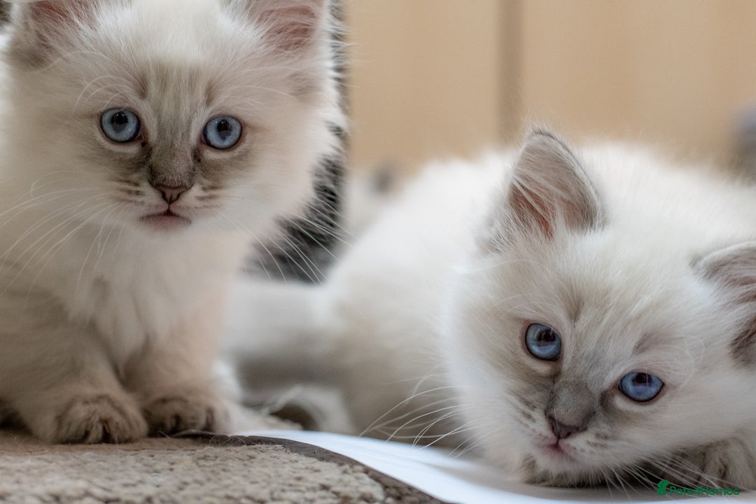 Ragdoll cats for sale: Ready Now GCCF Ragdoll Kittens Irresistibly Cuddly - Image 5