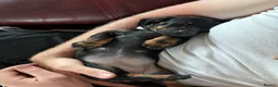 Miniature Dachshund dogs for sale: Black and tan miniature dachshund puppies   - Advert 15