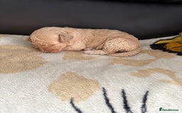 Poochon dogs for sale: Poochon puppies  - Image 7