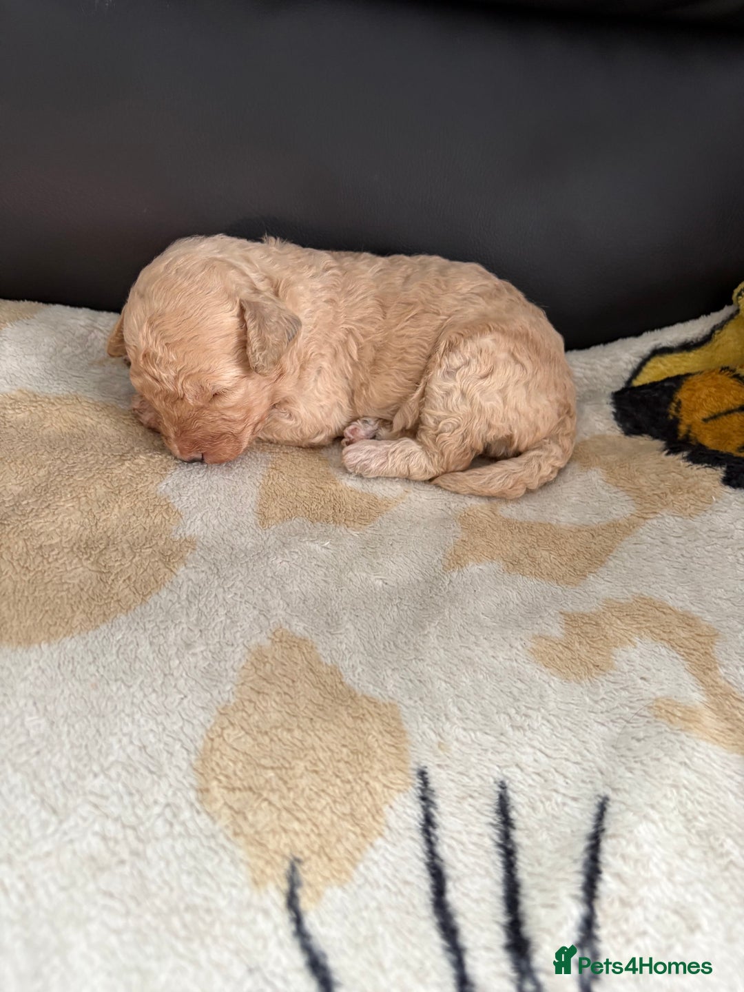 Poochon dogs for sale: Poochon puppies  - Image 7