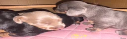 Miniature Dachshund dogs for sale: Beautiful Miniature Dachshund Puppies 🐾❤️ - Advert 30