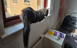 Maine Coon cats for sale: Shadow, smoky maine coon - Image 6