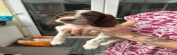 English Springer Spaniel dogs for sale: Springer spaniel dog pup  in Bromyard - Advert 3