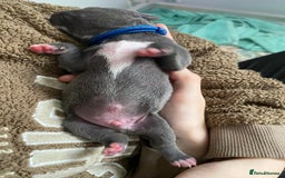 Staffordshire Bull Terrier dogs for sale: For Sale Blue Staffies/ Blue Staffordshire  - Image 21