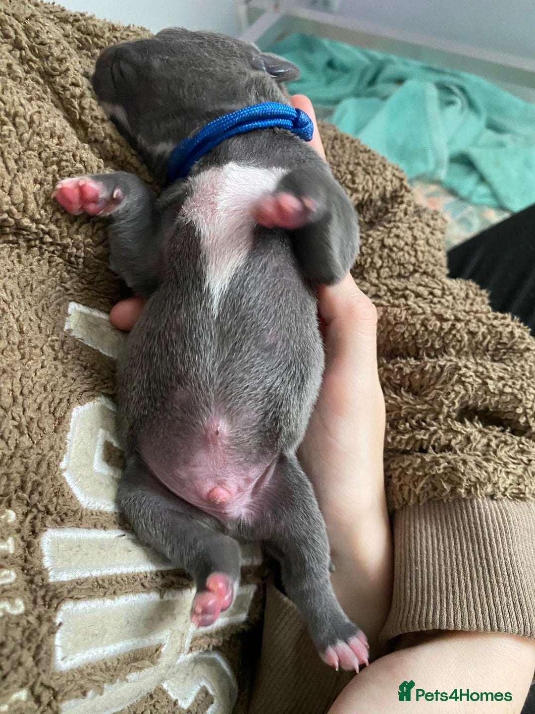 Staffordshire Bull Terrier dogs for sale: For Sale Blue Staffies/ Blue Staffordshire  - Image 21
