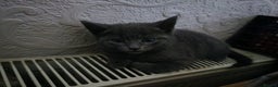 Mixed Breed cats for sale: Two beautiful kittens for sale  - Advert 7