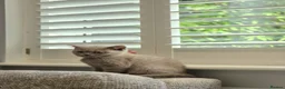British Shorthair cats for sale: British Shorthair Lilac & Grey Blue Cute Kittens  - Advert 11