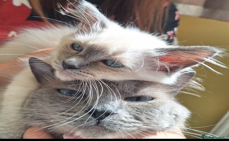 Ragdoll cats - Advert 1