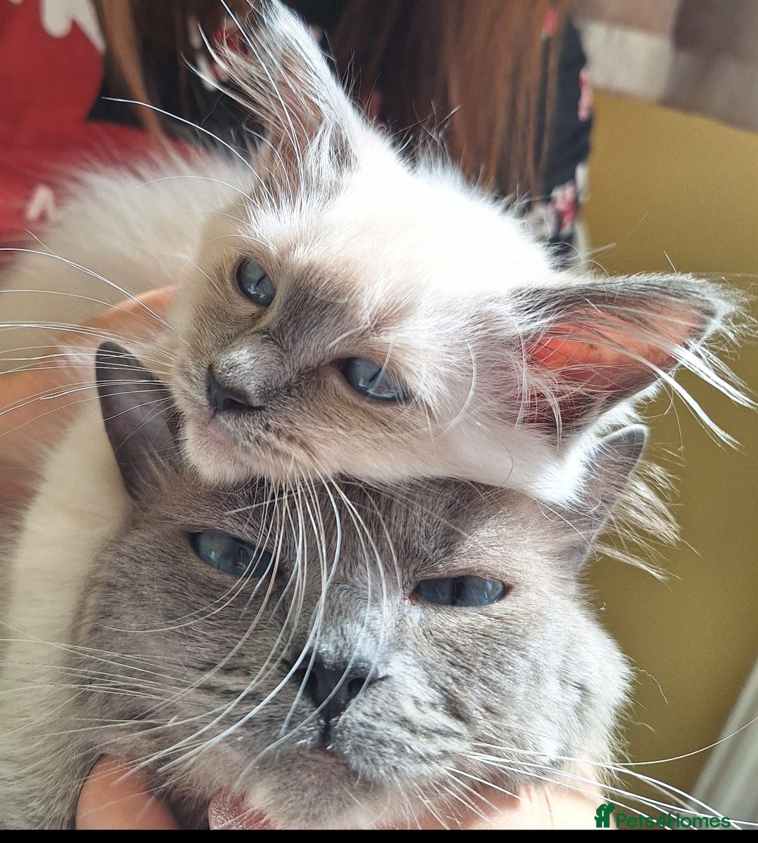 Ragdoll cats for sale: Ragdoll kittens  - Image 1