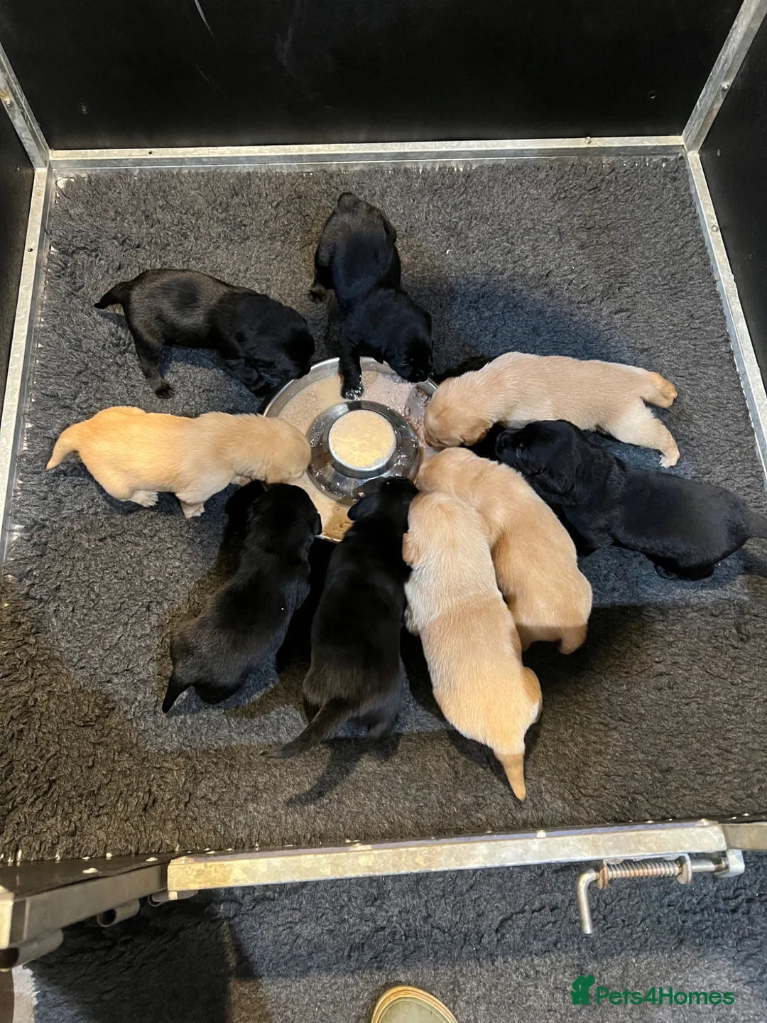 Labrador Retriever dogs for sale: KC registered working Labrador puppies - Advert 1