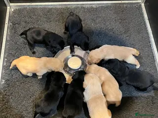 Labrador Retriever dogs KC registered working Labrador puppies - Advert 4