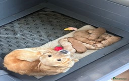 Goldador dogs for sale: Goldador puppies - Advert 1