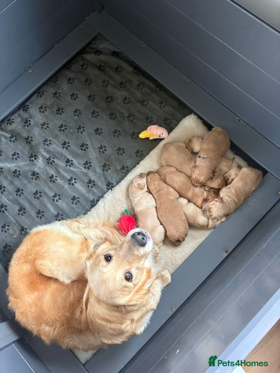 Goldador dogs for sale: Goldador puppies - Advert 1