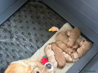 Goldador dogs Goldador puppies - Advert 3