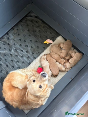 Goldador dogs Goldador puppies - Advert 1