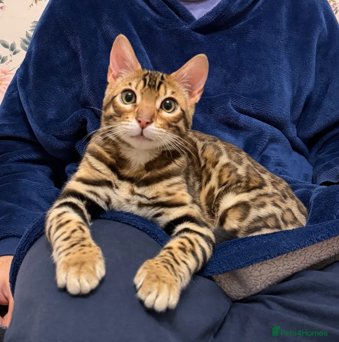 Bengal cats for sale: ❤️⭐️ Exceptional Bengal Male ⭐️❤️ - Advert 1