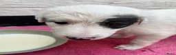 Lurcher dogs for sale: Fluffy Lurcher puppies 1 GIRL LEFT: available Sept - Advert 5