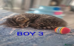 Mixed Breed cats for sale: kittens - Image 9