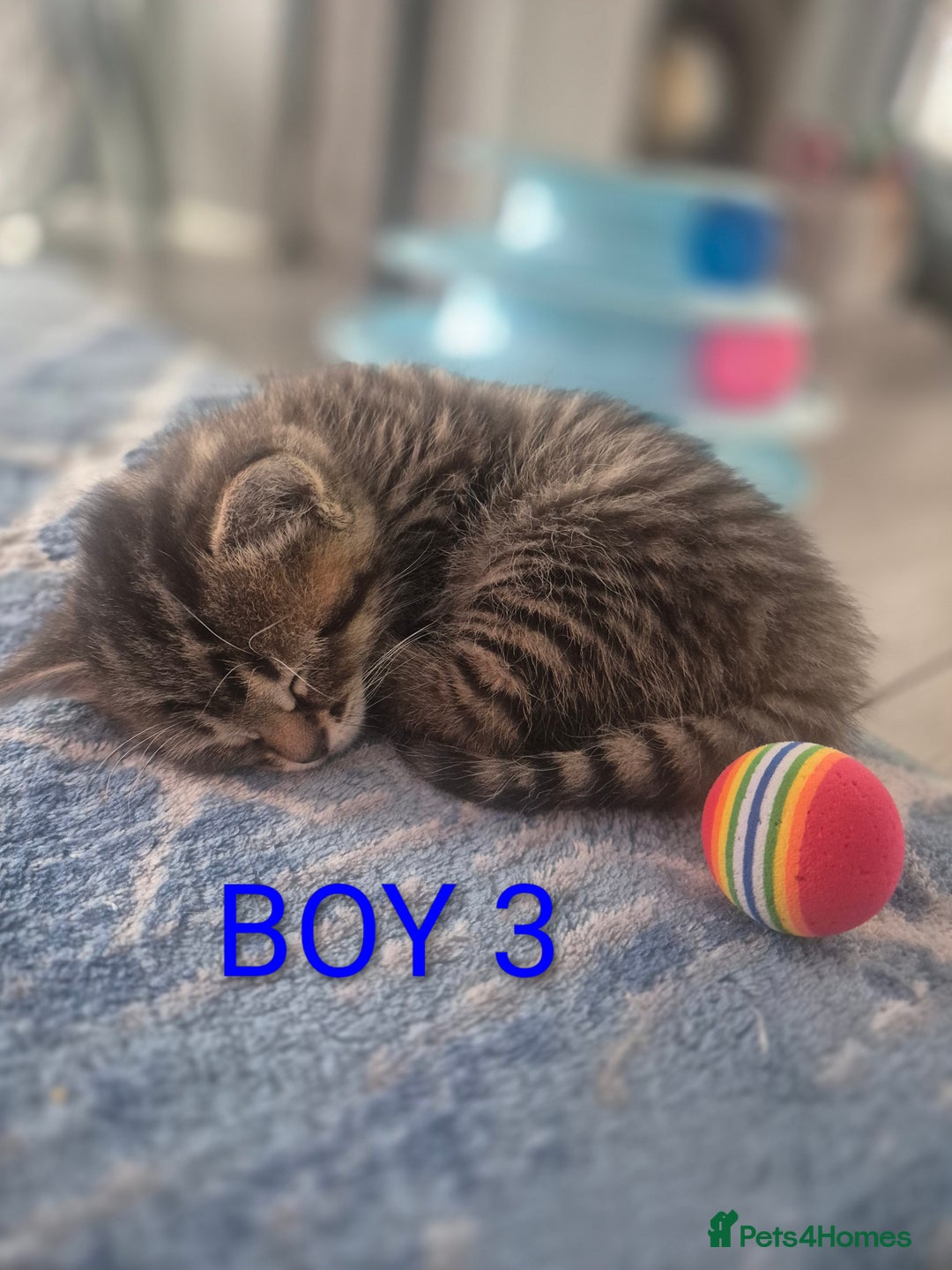 Mixed Breed cats for sale: kittens - Image 9