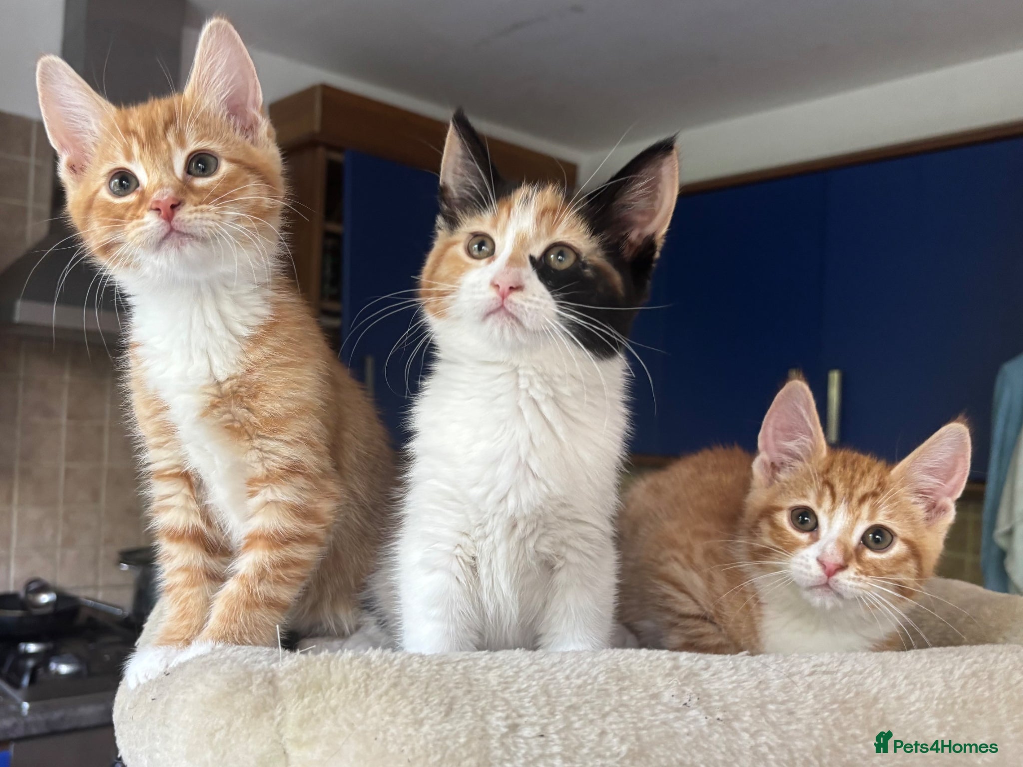 Mixed Breed cats Kittens Ready for Their Forever Homes - Advert 17
