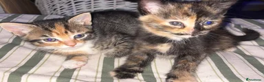Mixed Breed Kitten 1