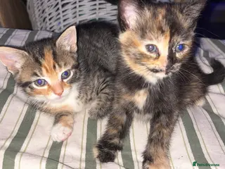 Mixed Breed cats Fluffy kitten - Advert 1