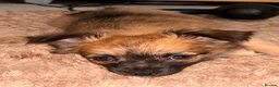Pomchi dogs for sale: Beautiful Pomchi puppies  in Peterborough - Advert 12