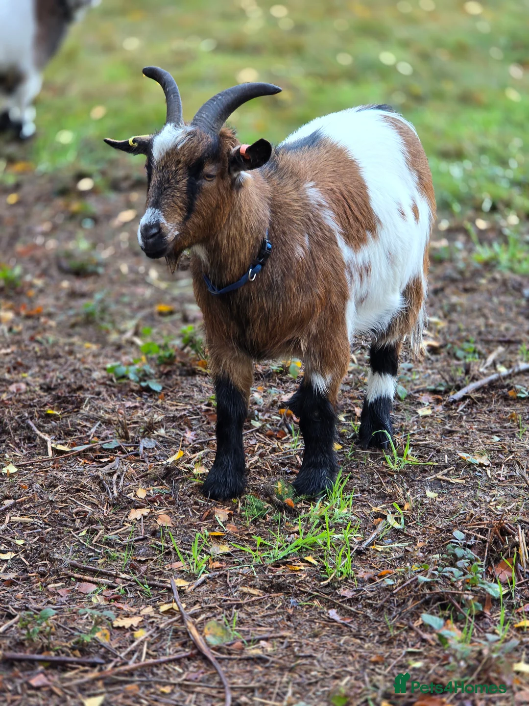 Goats livestock for sale: 2 Pygmy goat whethers  - Advert 1
