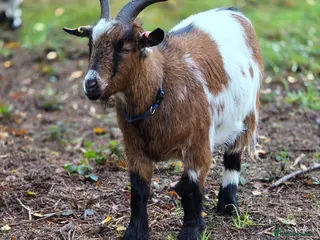 Goats livestock 2 Pygmy goat whethers - Advert 2