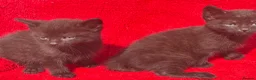 Mixed Breed cats for sale: Farm raised kittens  - Advert 19